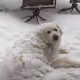 woofwoof