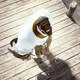 sewic