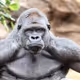 KING_APES