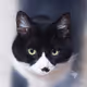 nekono_meow