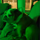 ThiccBulldog