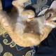 ButtScootingCat