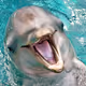 FLIPPER_TRADING