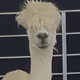 The_Alpaca