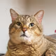 OcelotMaximus