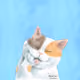 beecatworld