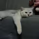 GOBUTAKUN