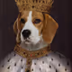 RegalBeagle