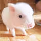 Softpig