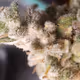 Eldritch_Lab420
