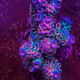 pluckypolyp