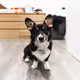 kinglenyx