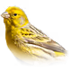 CryptoCanary