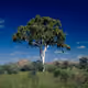 gumtree