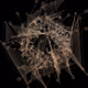 Blot