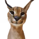 djzaczk
