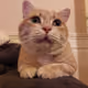 Tapia_Kamon