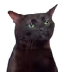 madchops