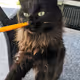 Razzmp3