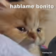 Nendatne