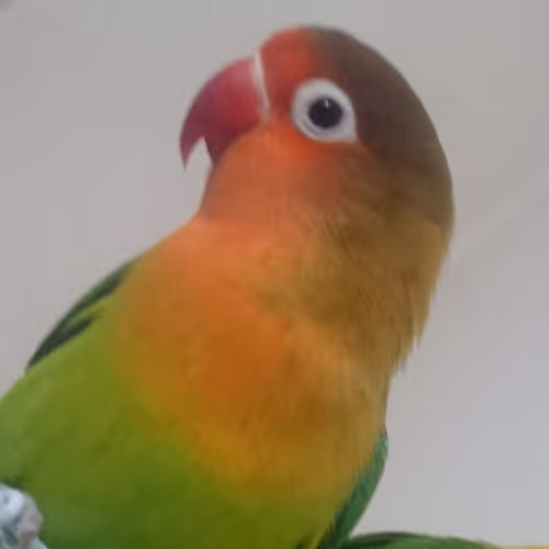 OpenSea profile picture for @Parrots