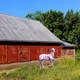 Intense-Stables