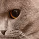 LuckyCat-2008