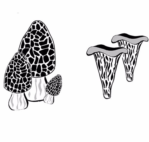 OpenSea banner for @fungal