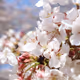 for_mint_sakura
