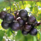 Muscadine