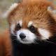 Pandasie