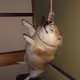Bobateh