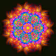 morphic
