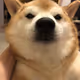 Dandanshib