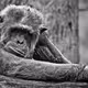 GunnerNicBoredApe
