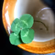 Luckydooby