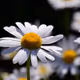 kingmanticoren