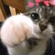 catdawg