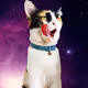 PetCollection