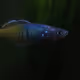 ciconia_stromii