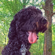 Barbet