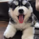 YukiSiberianhusky