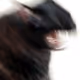 Mr_Catzilla