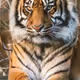 tigggger