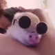 p1gb0y