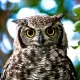 owlik