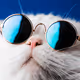 catscool