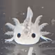 BaobaoLotl