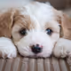 Puppeys