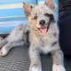 kangaroo9999